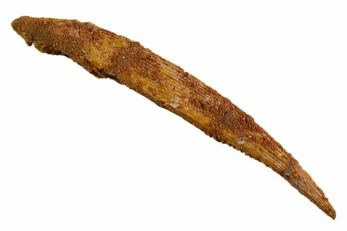 Fossil Shark (Hybodus) Dorsal Spine - Kem Kem Beds, Morocco #329262